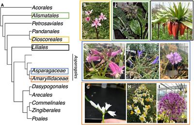 Developmental Morphology and Anatomy Shed Light on Both Parallel and Convergent Evolution of the Umbellate Inflorescence in Monocots, Underlain by a New Variant of Metatopy